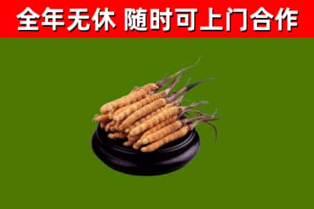 安平回收散虫草