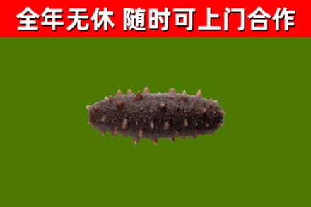 安平回收海参干